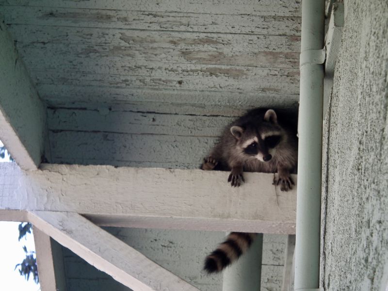 Raccoon Removal