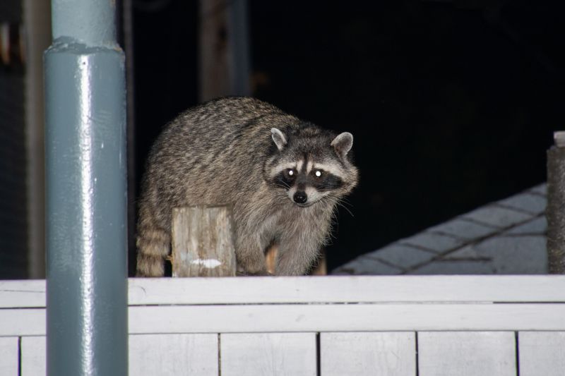 Raccoon Removal