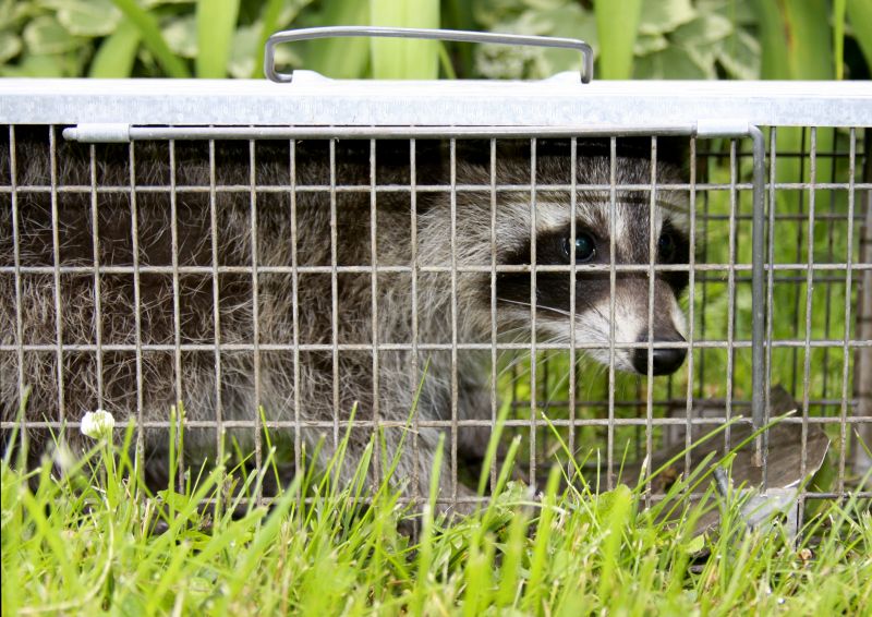 Common Entry Points Raccoons Use To Access Buildings