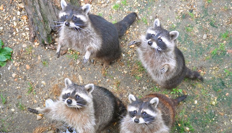 Common Entry Points Raccoons Use To Access Buildings