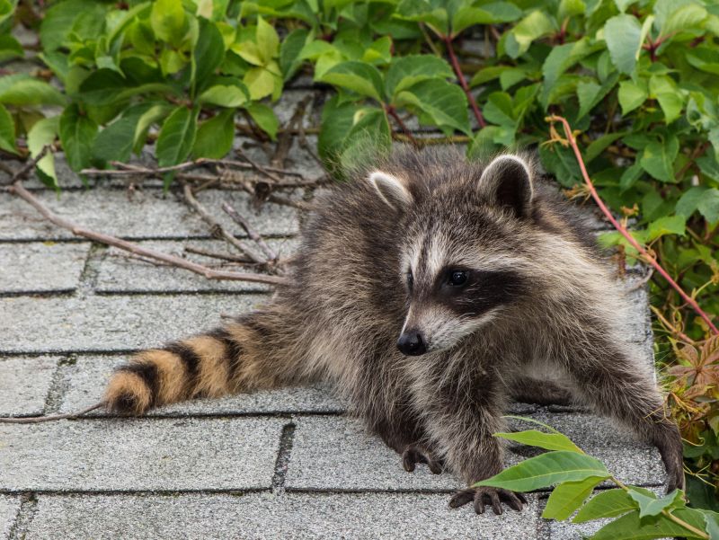Raccoon Removal