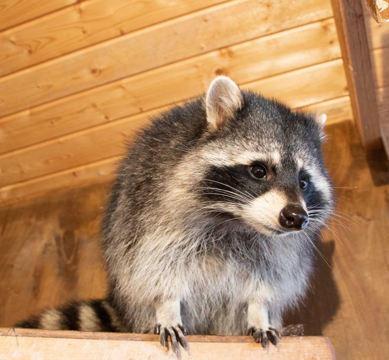 How Raccoons Cause Damage To Homes