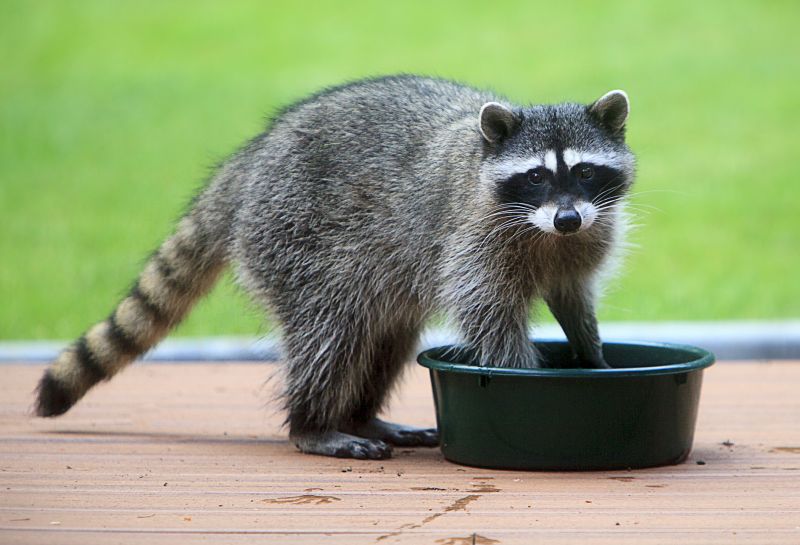 How Raccoons Cause Damage To Homes