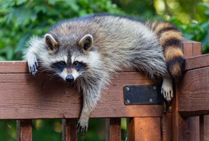 How Raccoons Damage Attics And Rooflines - And Why Professional Removal Matters
