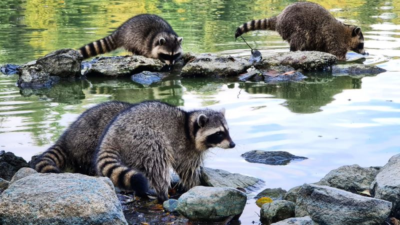 Effective Raccoon Removal Costs — Cost of Raccoon Removal