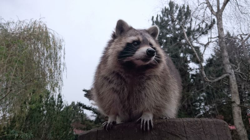 Nesting Material Removal