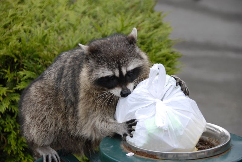 Effective Raccoon Removal Costs — Cost of Raccoon Removal