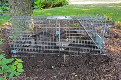 Raccoon Removal
