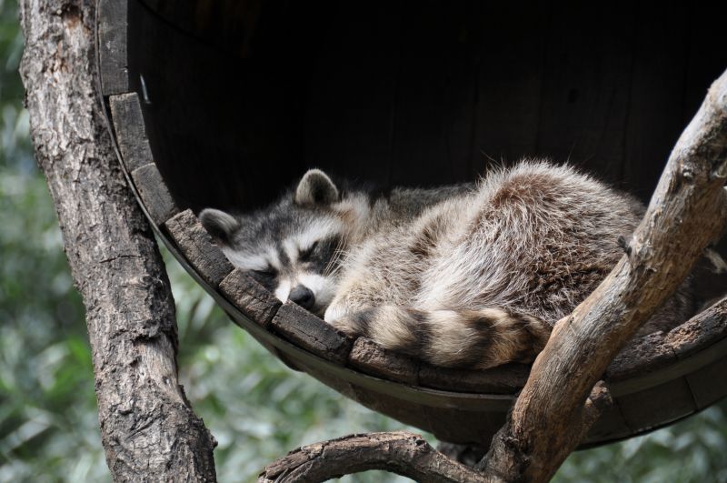 Seasonal Racoon Activity And When Removal Is Most Effective