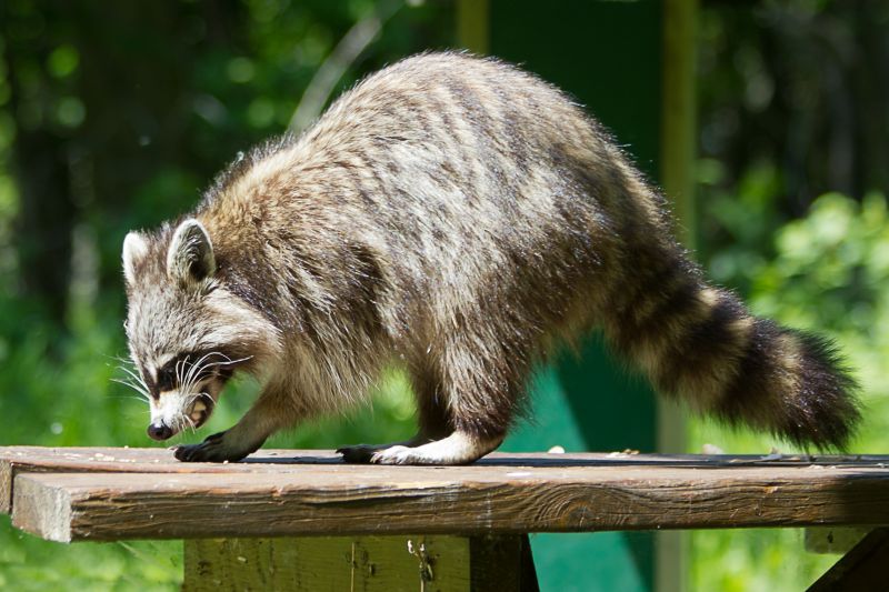 Signs You Have A Raccoon Problem In Your Attic Or Crawl Space