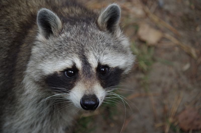 Why Raccoons Tear Into Soffits, Fascia, And Roof Edges