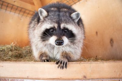 Raccoon Removal Promotions & Services