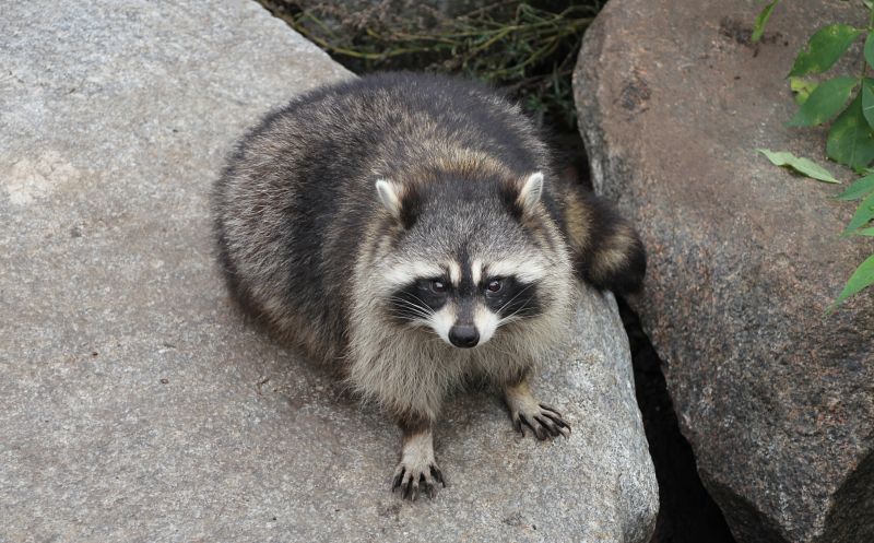 Service Locations for Raccoon Removal